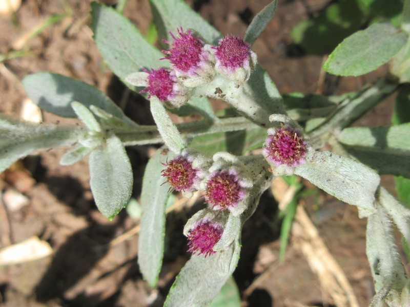 Pluchea polygonata