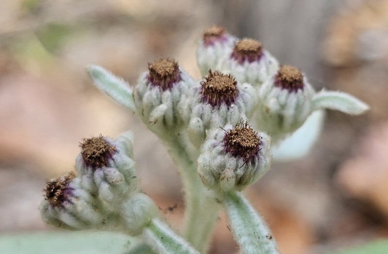 Pluchea polygonata photo 2