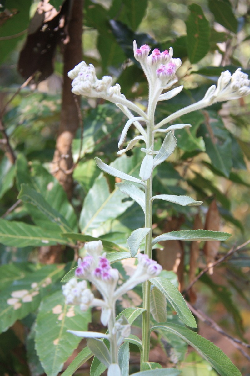 Pluchea polygonata photo 3