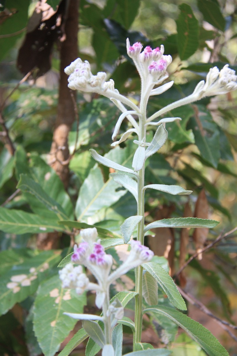 Pluchea polygonata photo 5