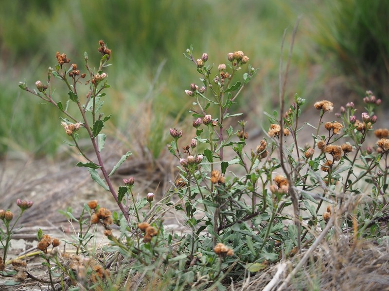 Pluchea pteropoda