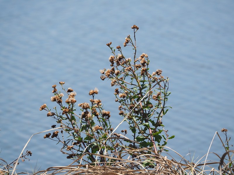 Pluchea pteropoda photo 2