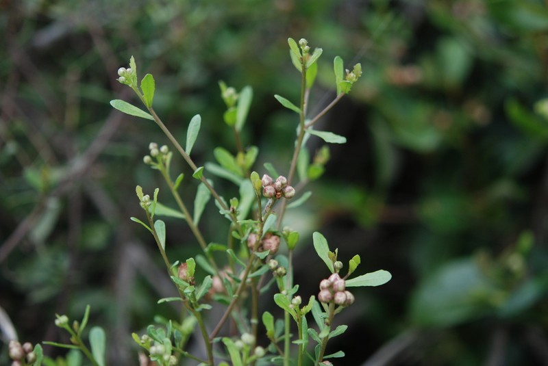 Pluchea pteropoda photo 3