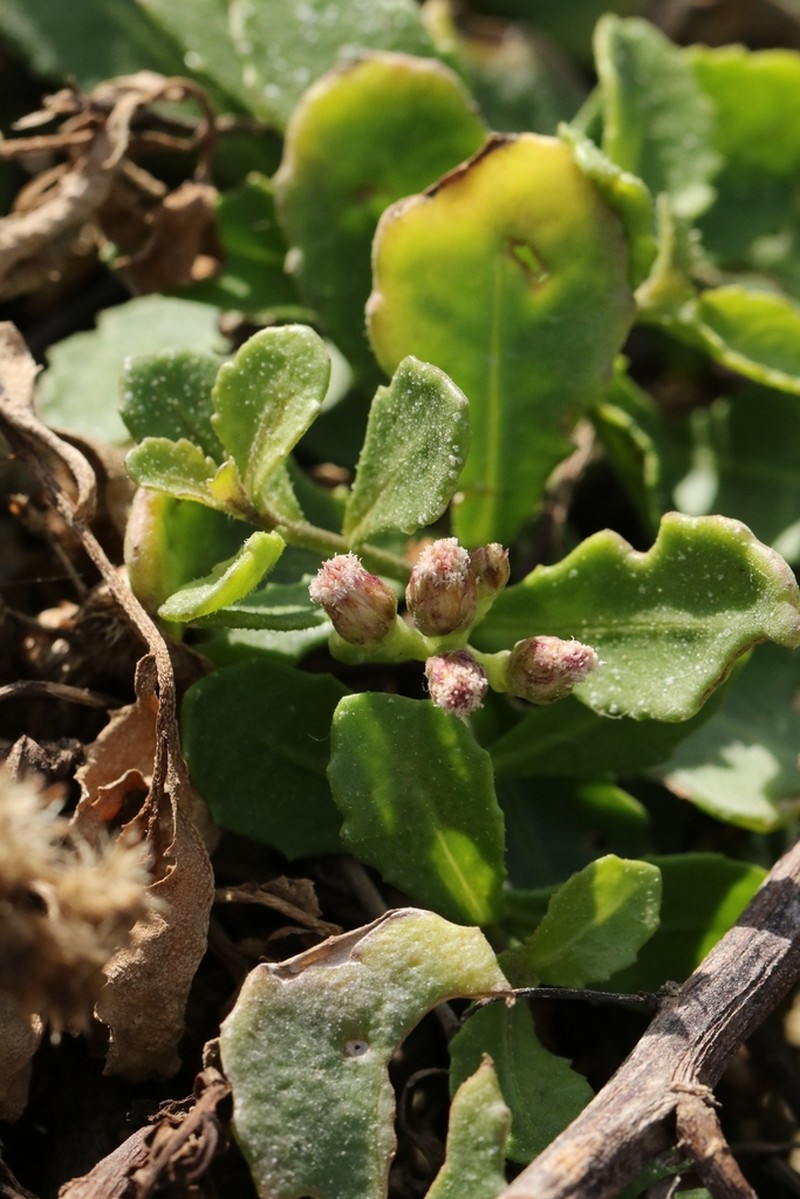 Pluchea pteropoda photo 6