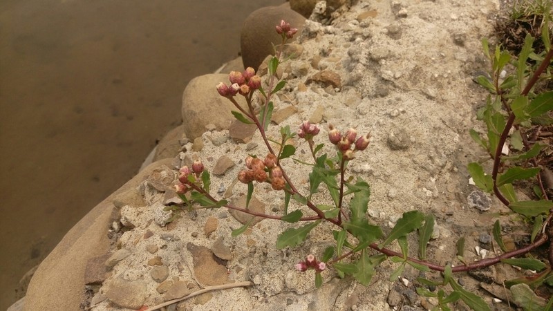 Pluchea pteropoda photo 7