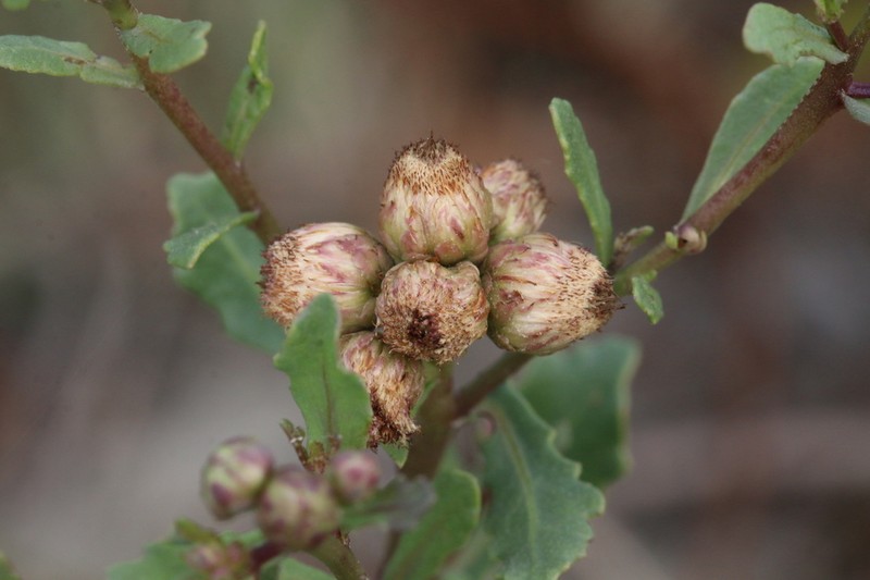 Pluchea pteropoda photo 8