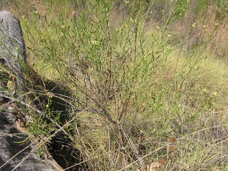 Pluchea punctata