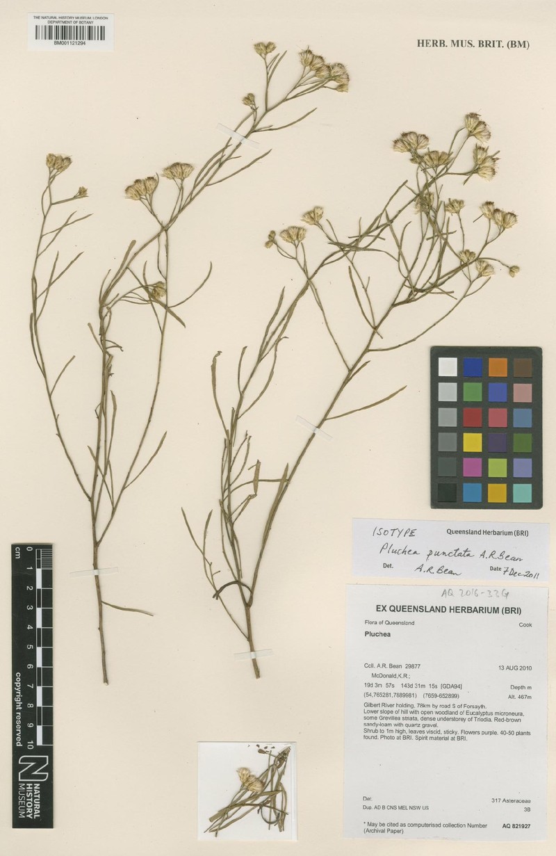 Pluchea punctata photo 2