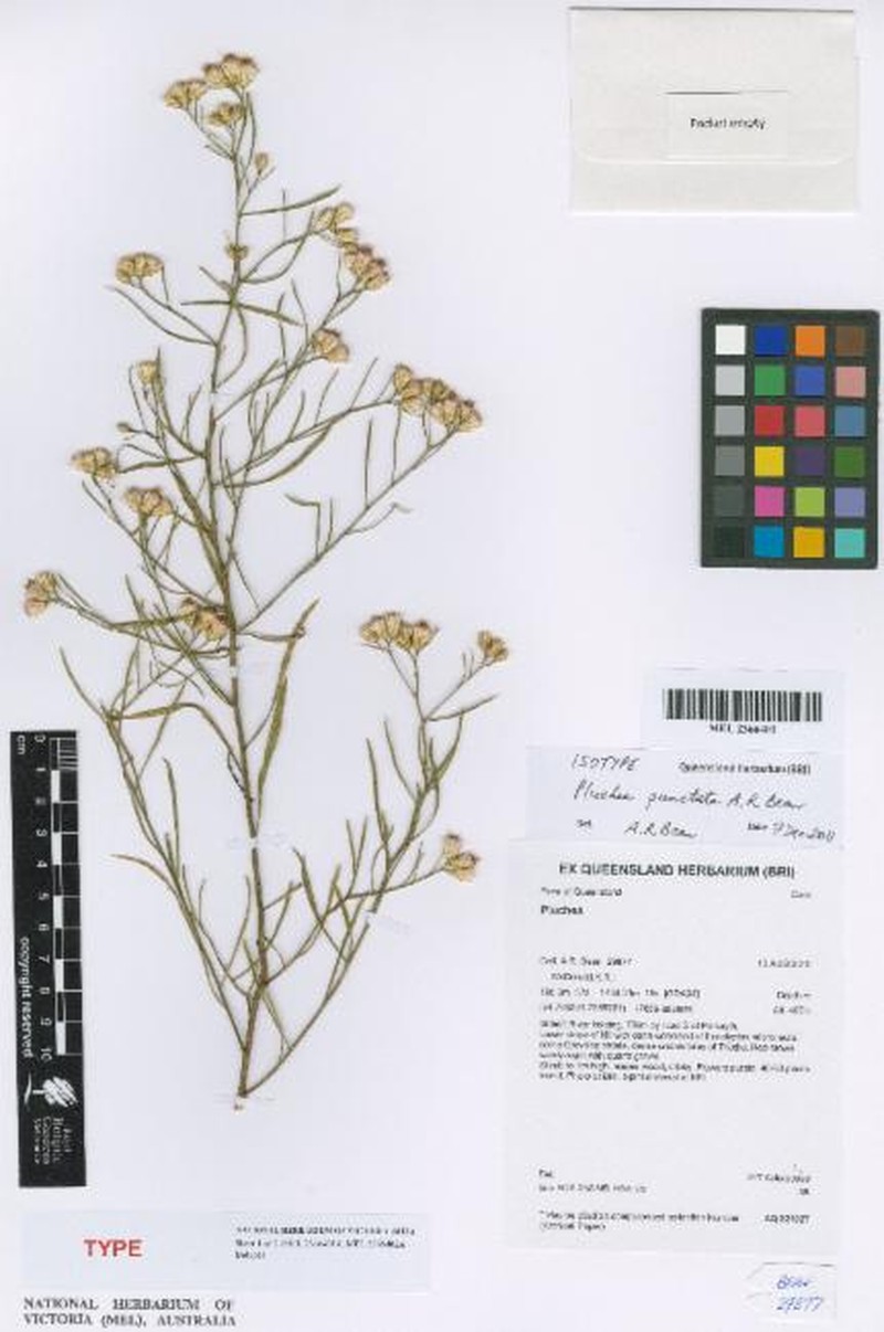 Pluchea punctata photo 3