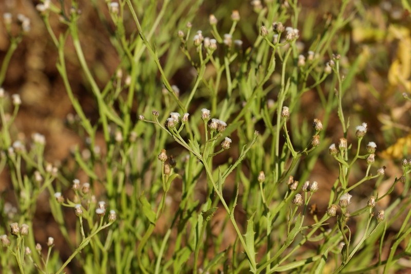 Pluchea rubelliflora