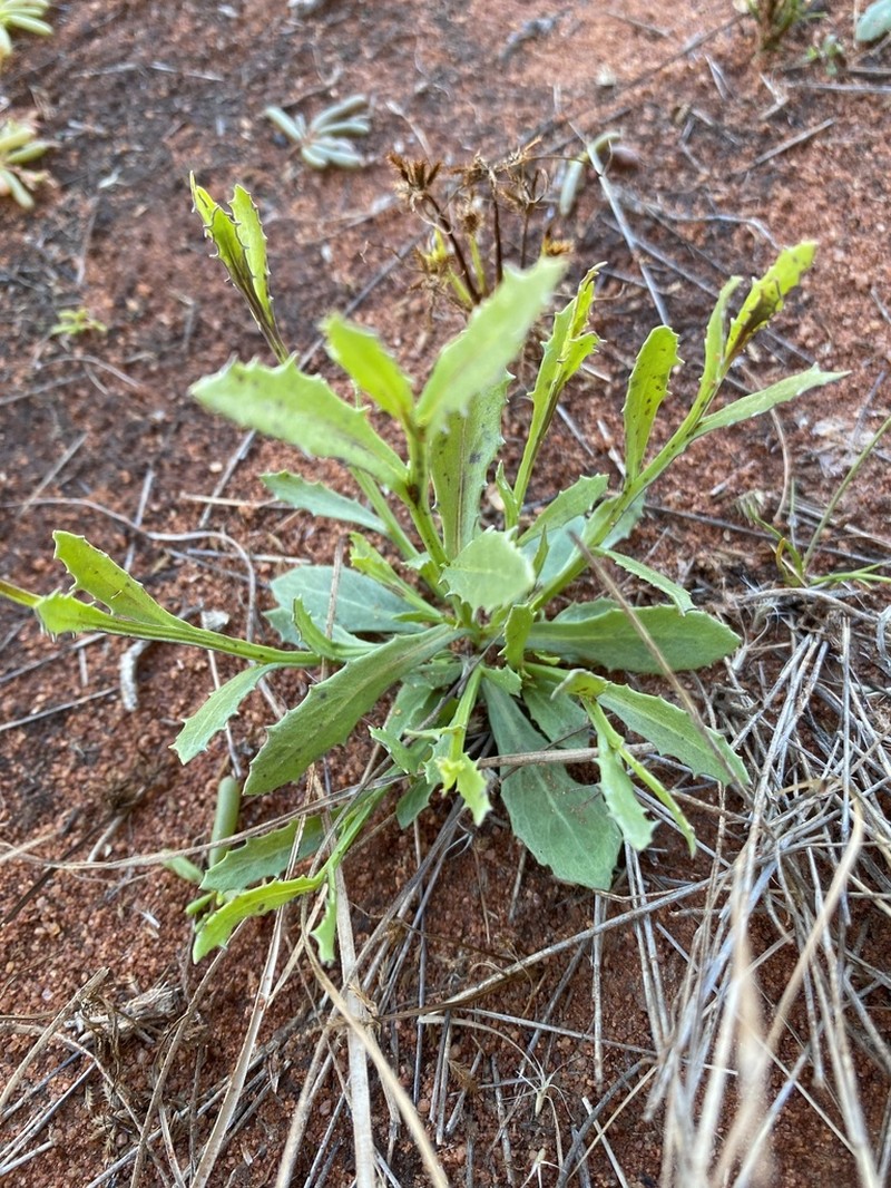 Pluchea rubelliflora photo 2
