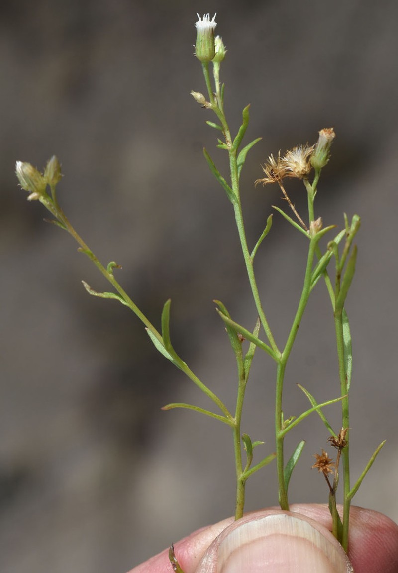 Pluchea rubelliflora photo 3