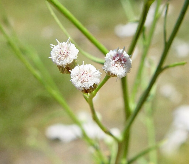 Pluchea rubelliflora photo 4