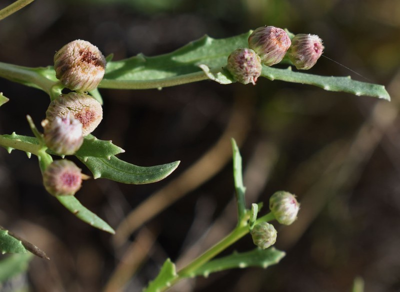 Pluchea rubelliflora photo 5