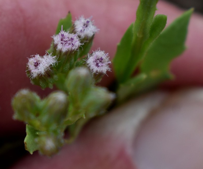 Pluchea rubelliflora photo 6