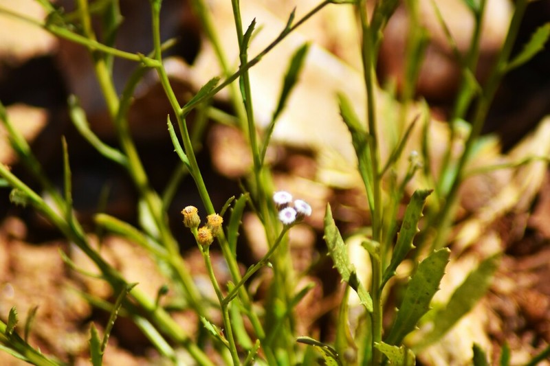 Pluchea rubelliflora photo 7