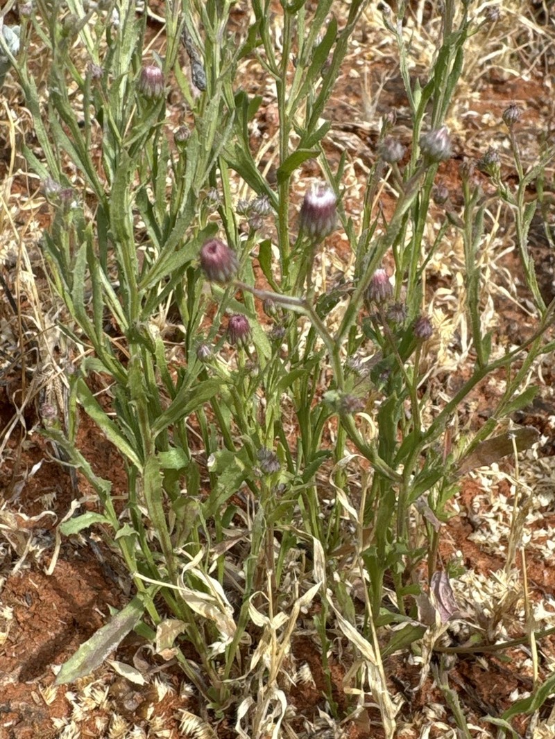 Pluchea rubelliflora photo 8