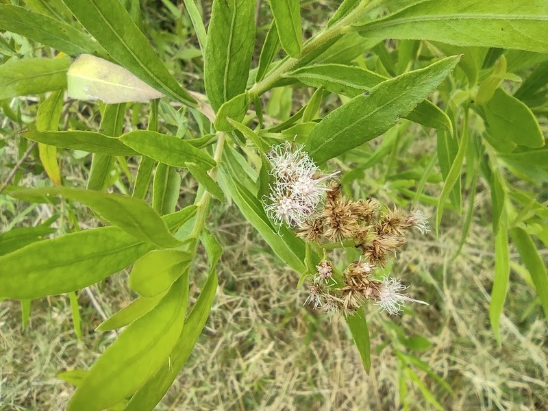 Pluchea rufescens photo 2