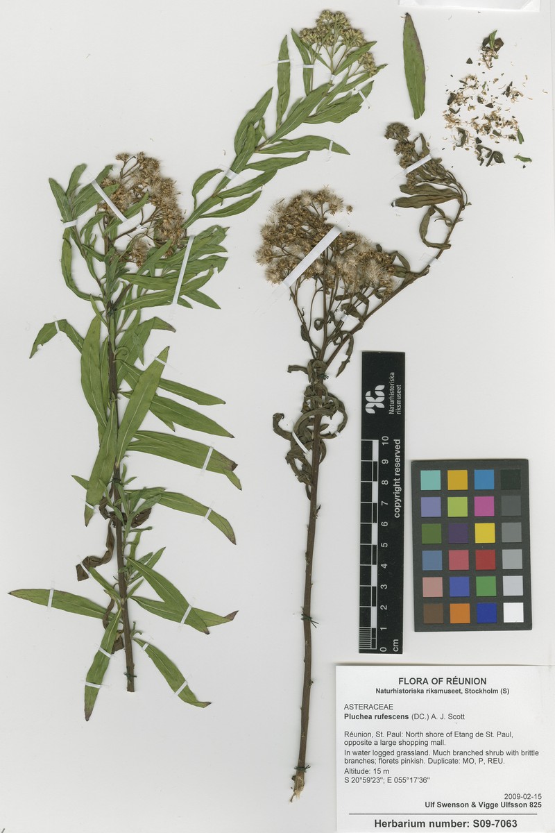 Pluchea rufescens photo 3