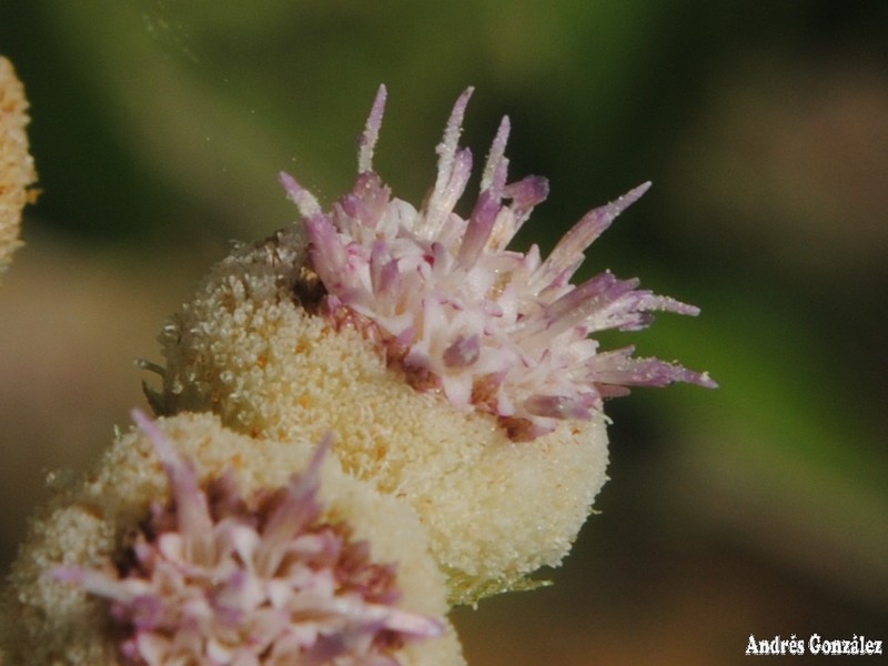 Wingstem Camphorweed photo 3
