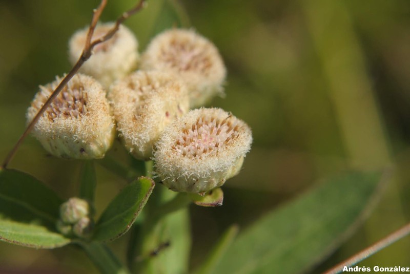 Wingstem Camphorweed photo 6