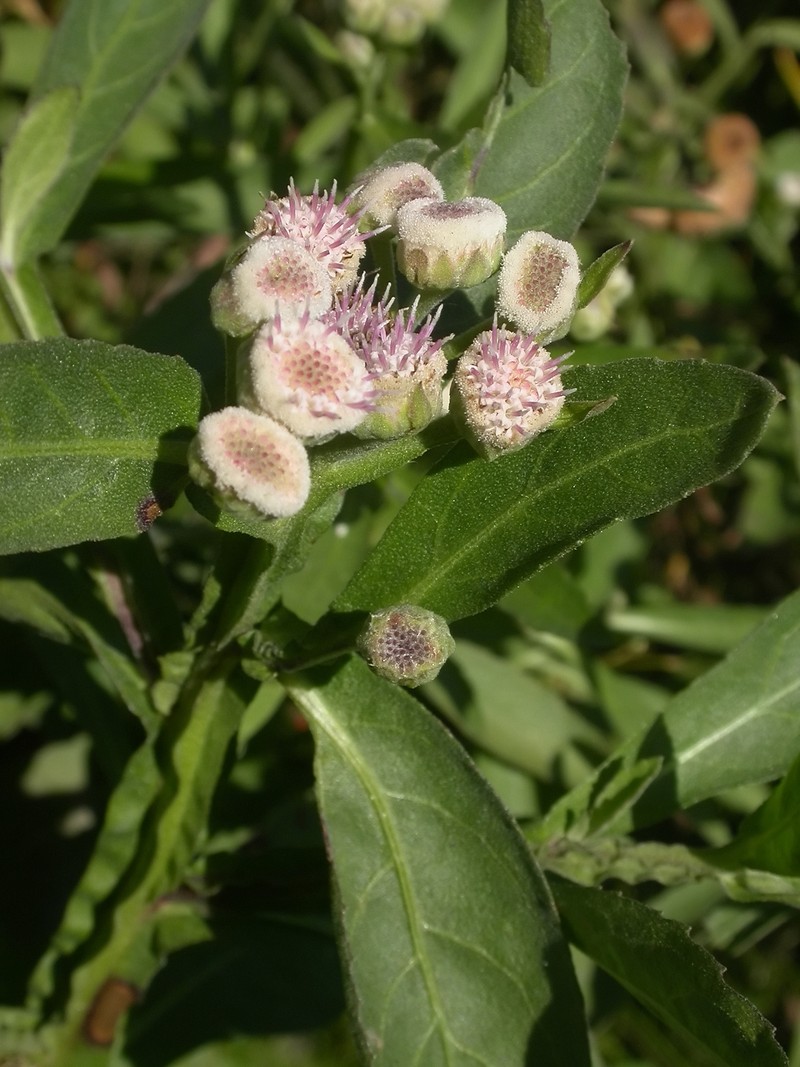 Wingstem Camphorweed
