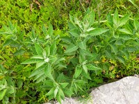 Wingstem Camphorweed