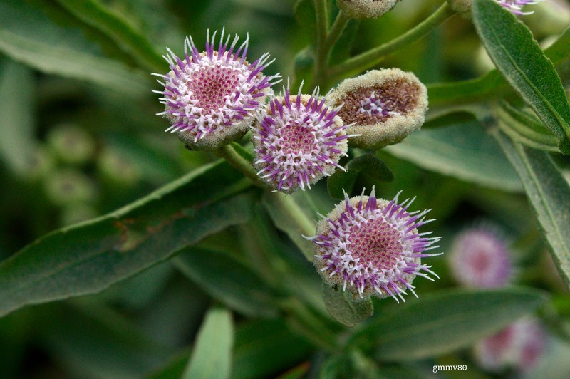 Wingstem Camphorweed photo 2