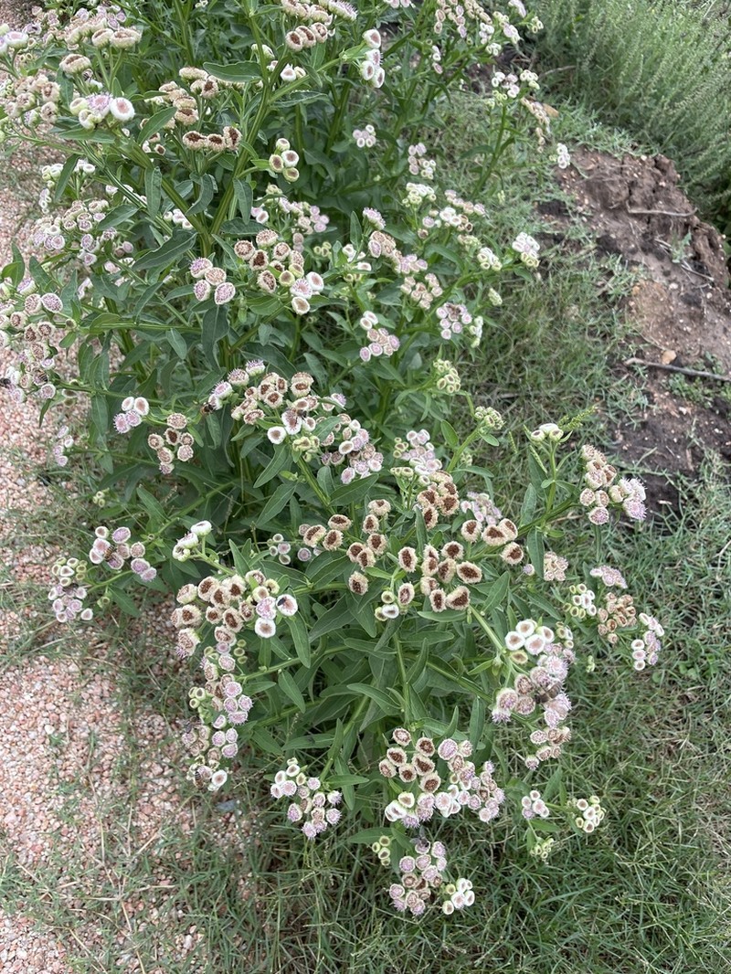 Wingstem Camphorweed photo 3