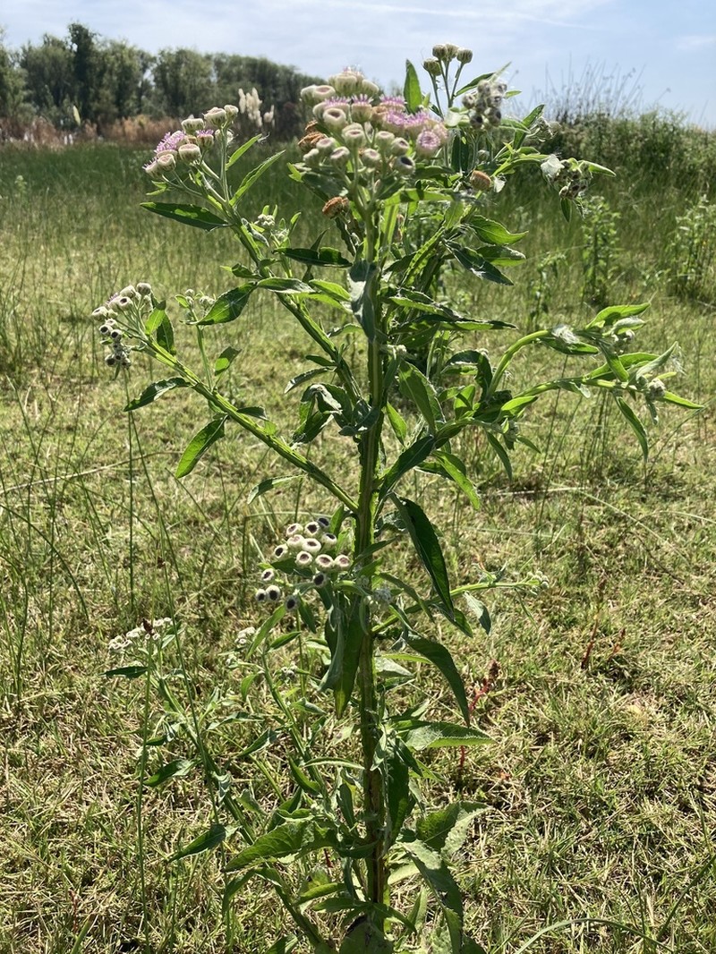 Wingstem Camphorweed photo 4