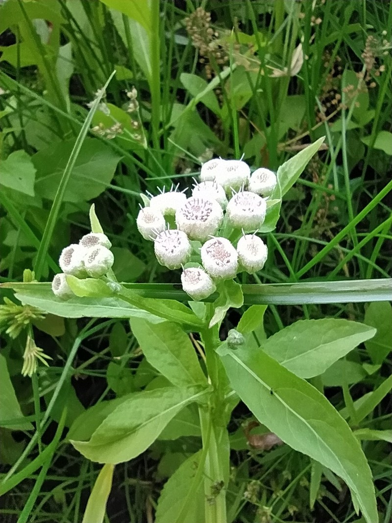Wingstem Camphorweed photo 5