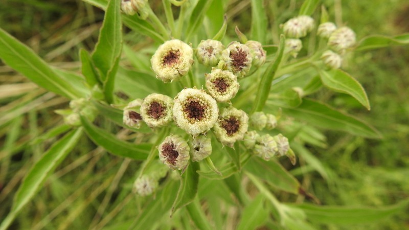 Wingstem Camphorweed photo 6