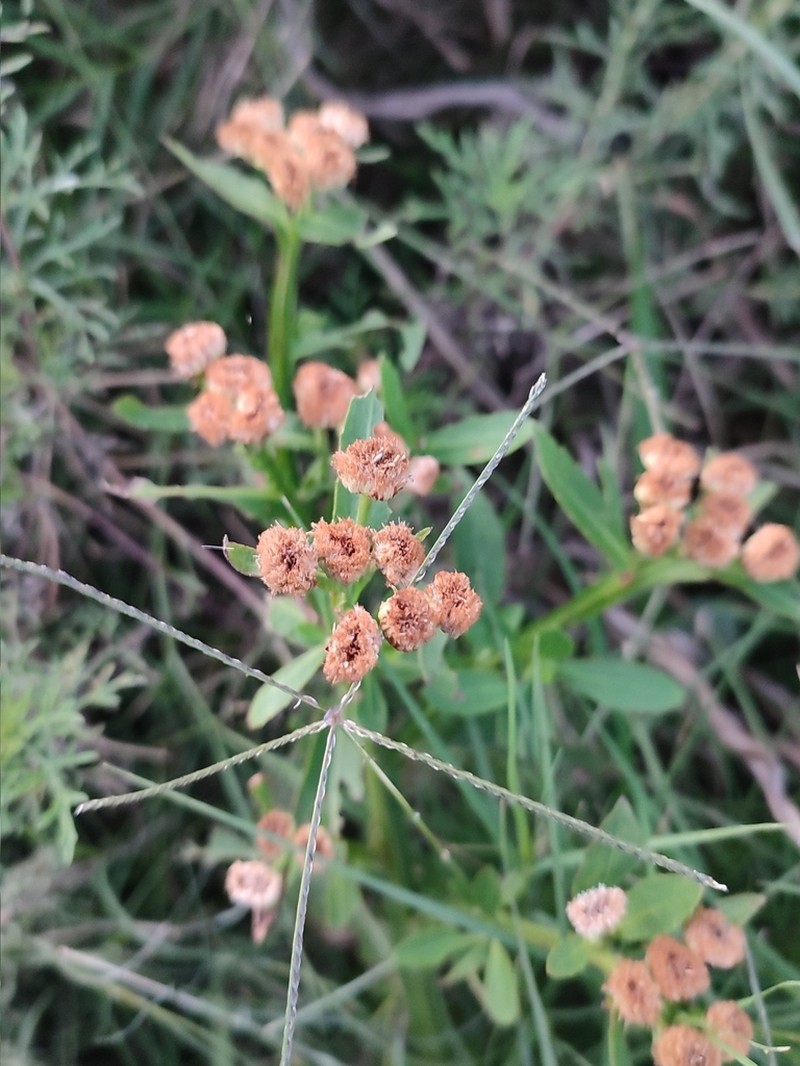 Wingstem Camphorweed photo 7