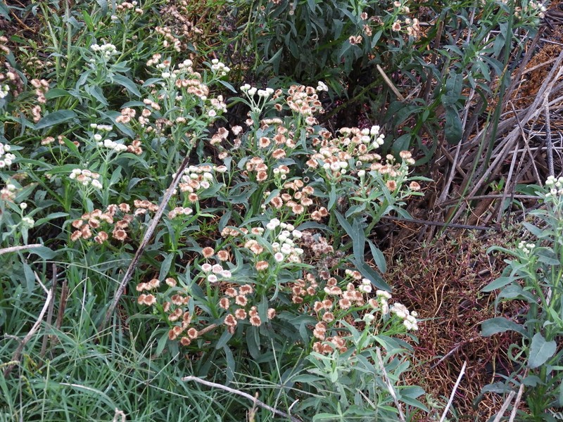 Wingstem Camphorweed photo 8