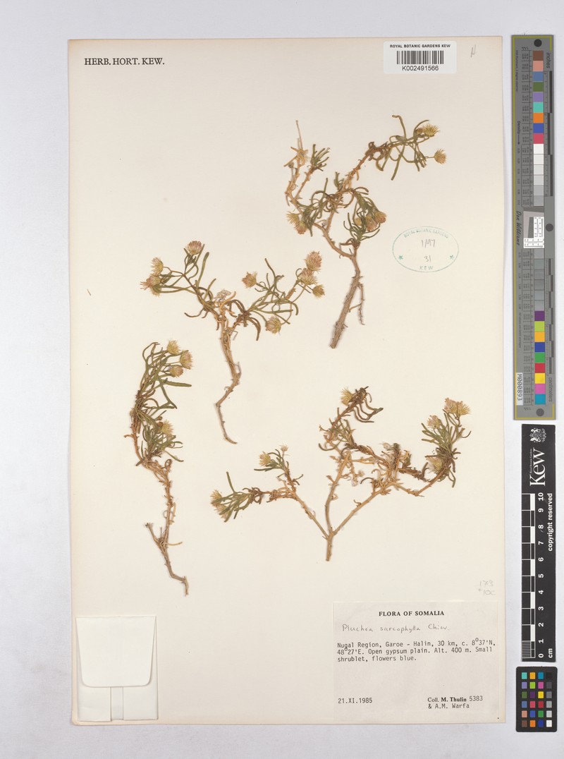 Pluchea sarcophylla