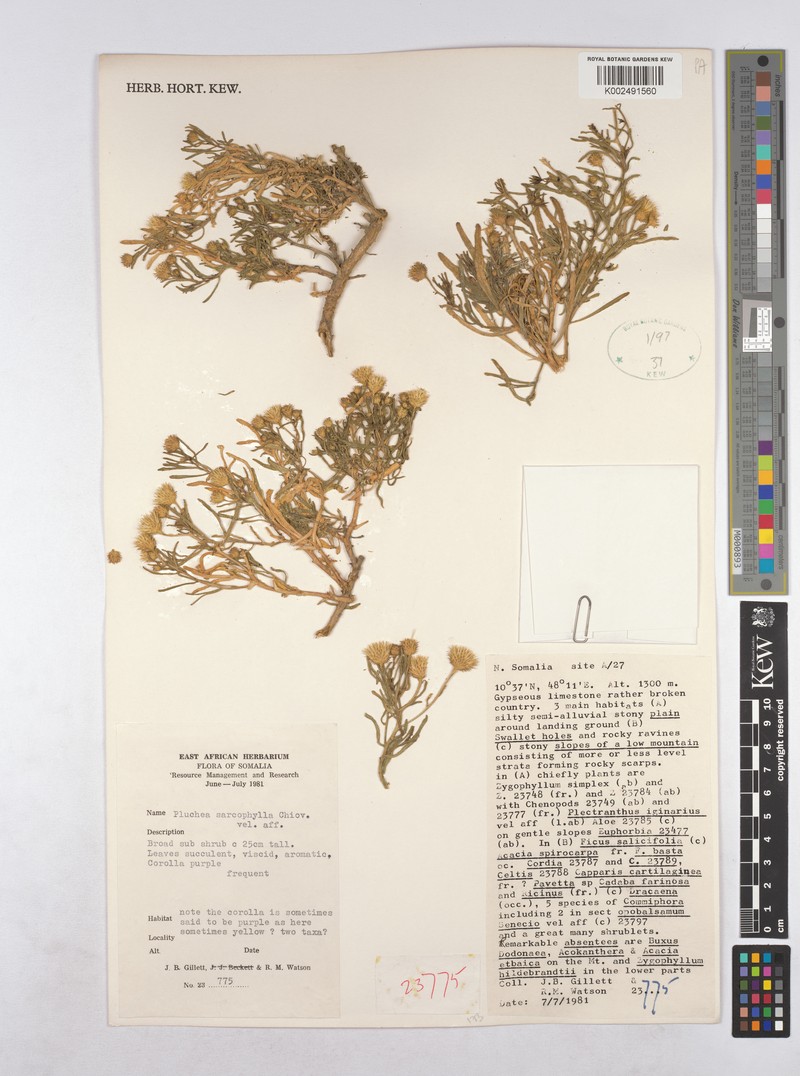 Pluchea sarcophylla photo 2