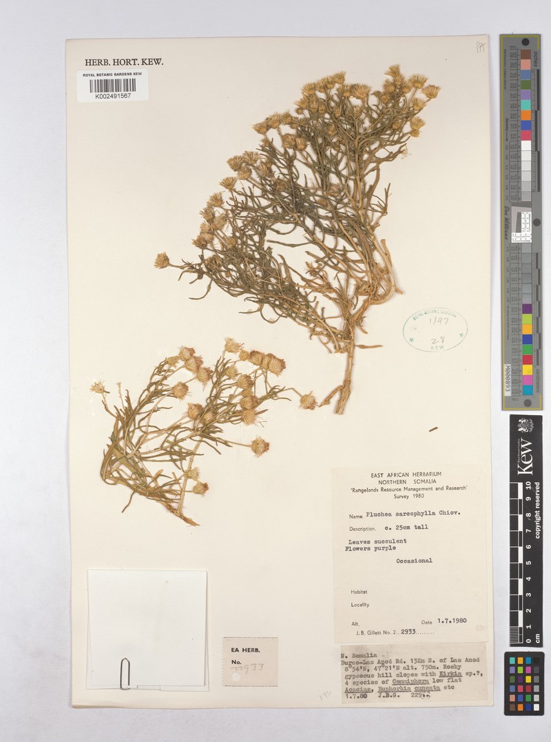 Pluchea sarcophylla photo 3
