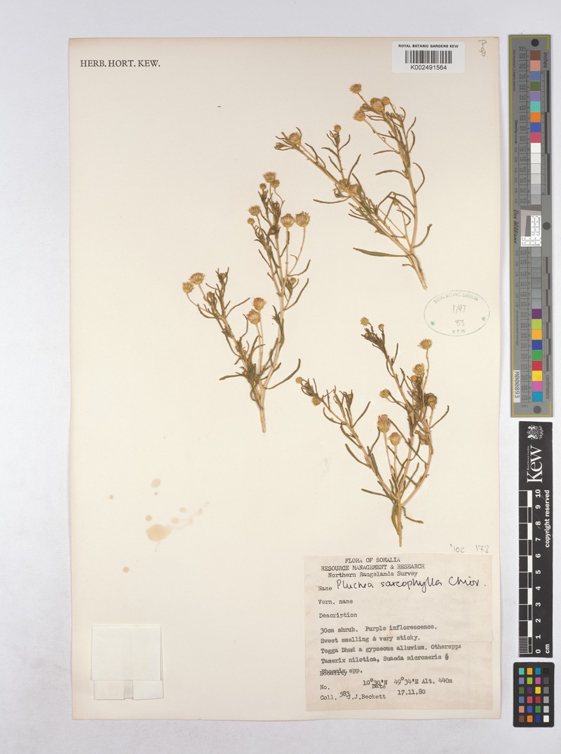 Pluchea sarcophylla photo 4