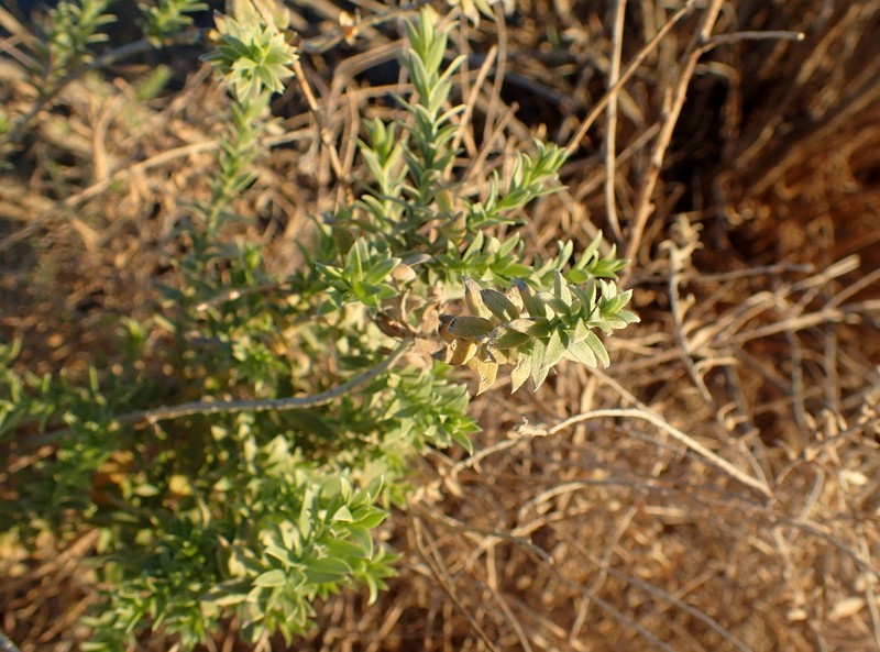 Arrowweed photo 2