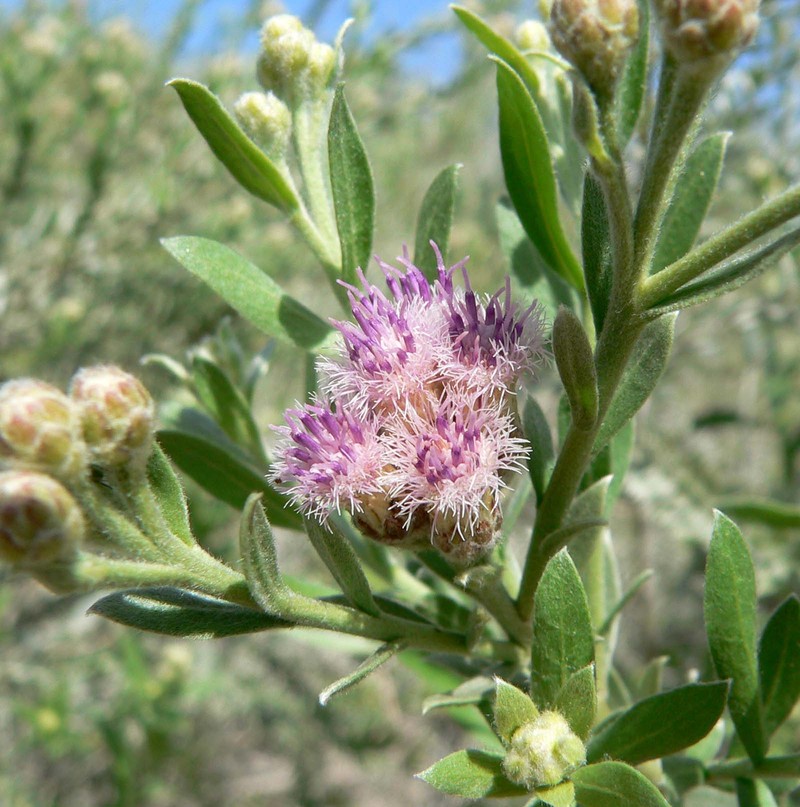 Arrowweed
