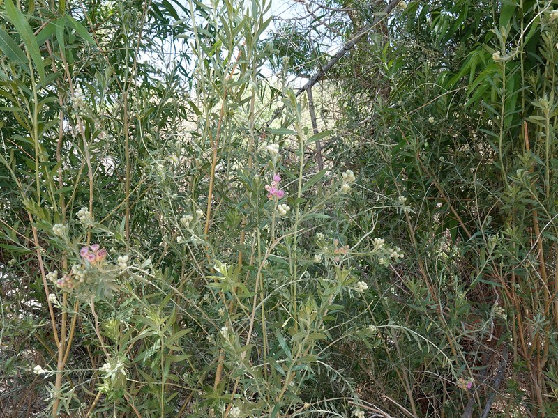 Arrowweed photo 3