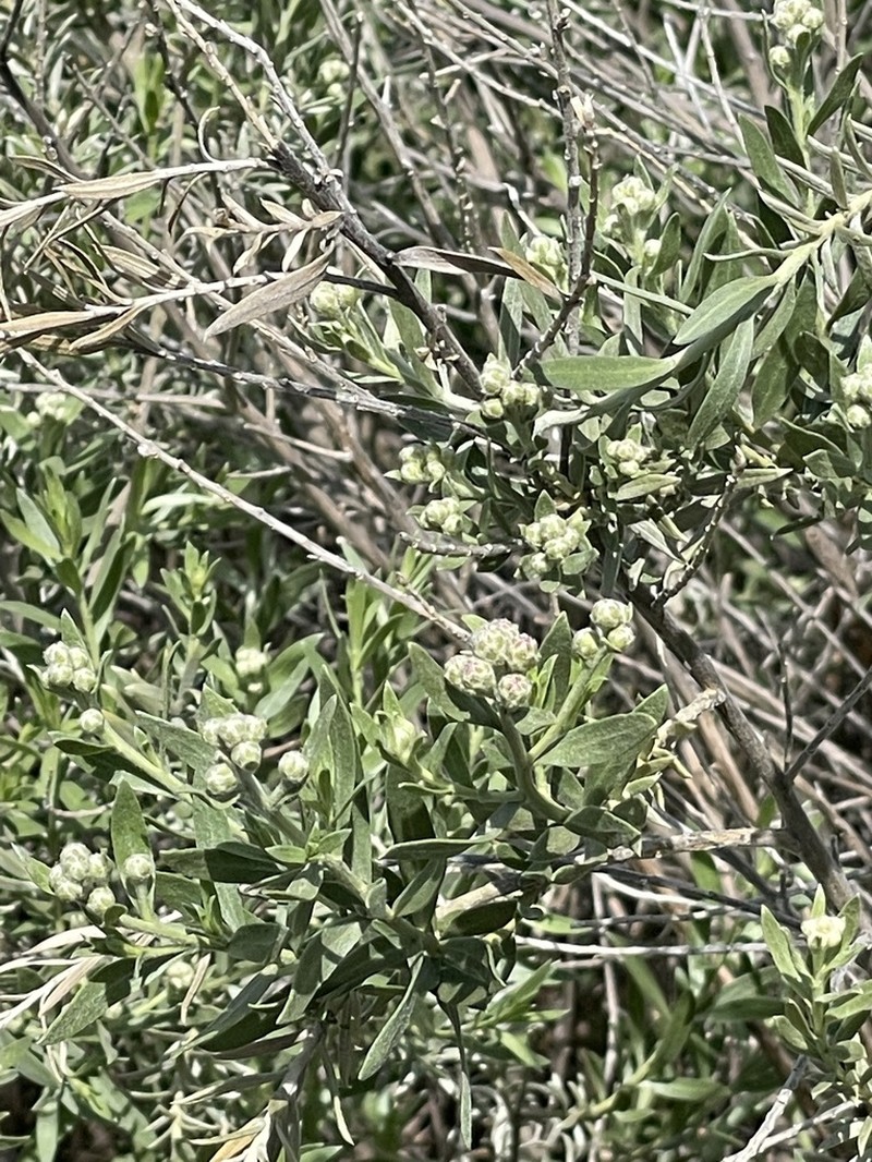 Arrowweed photo 4