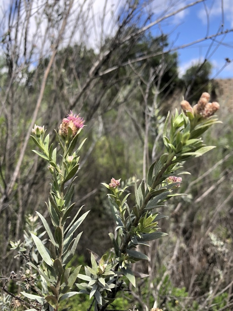 Arrowweed photo 5