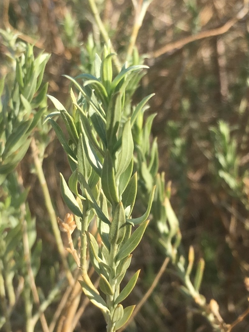 Arrowweed photo 6