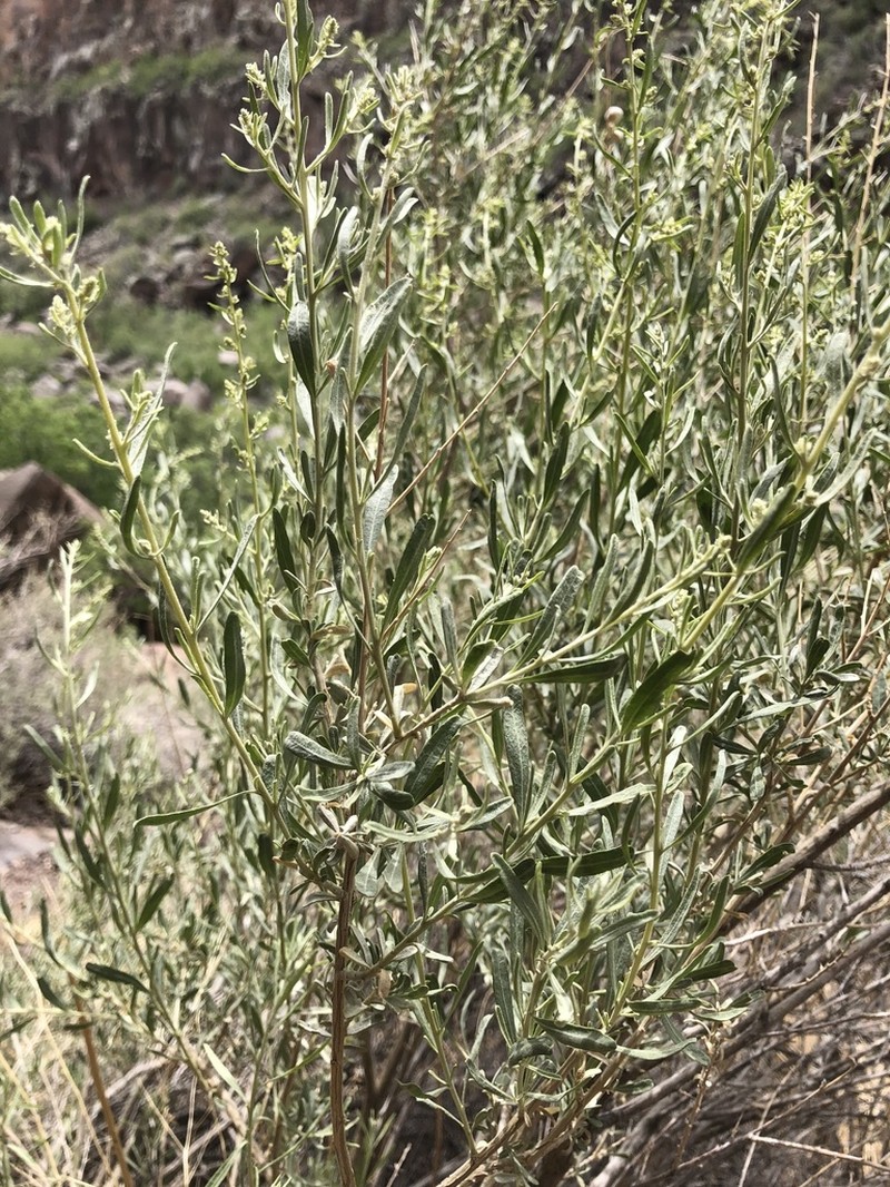 Arrowweed photo 7