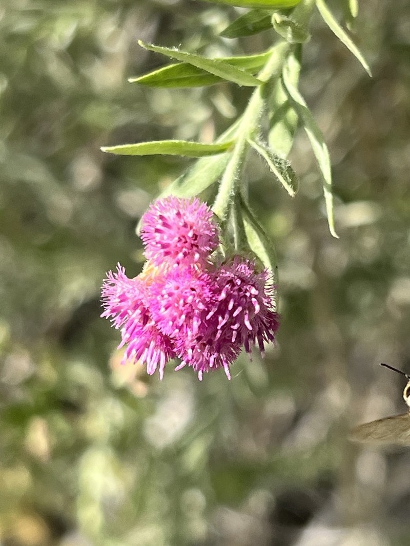 Arrowweed photo 8