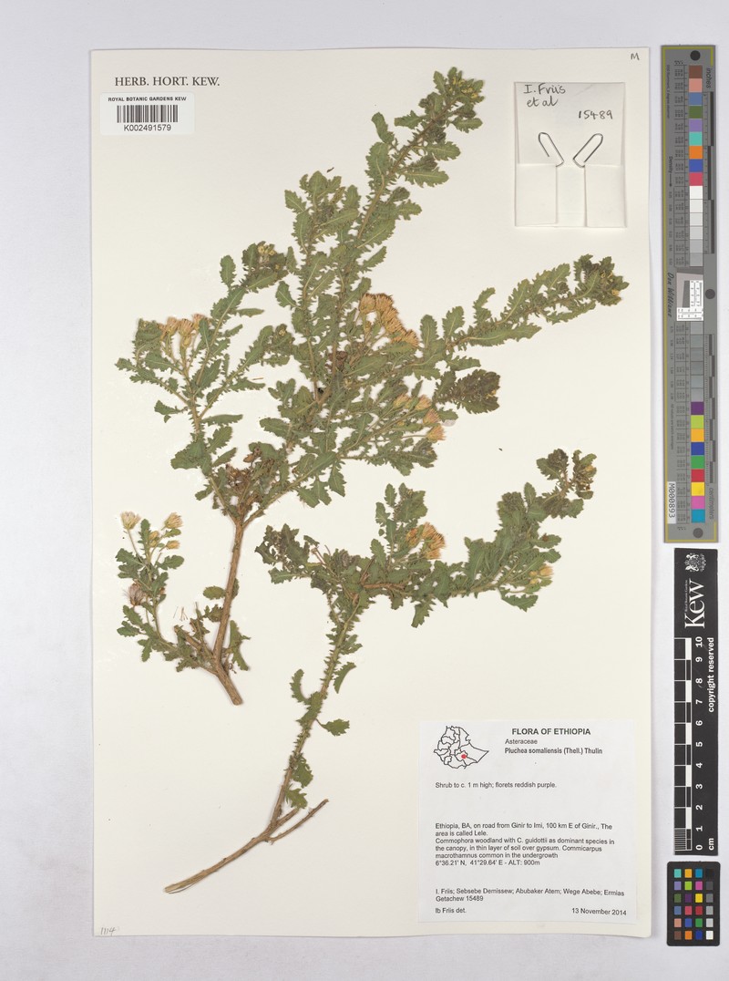 Pluchea somaliensis
