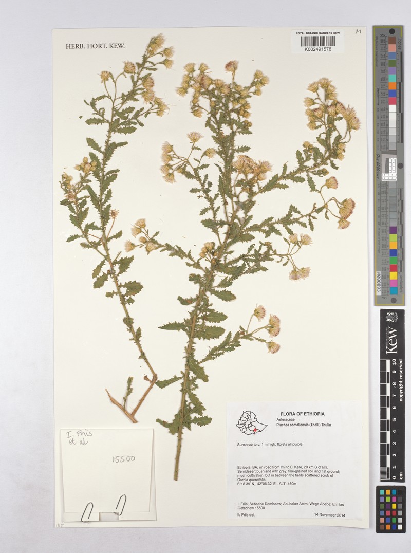 Pluchea somaliensis photo 2