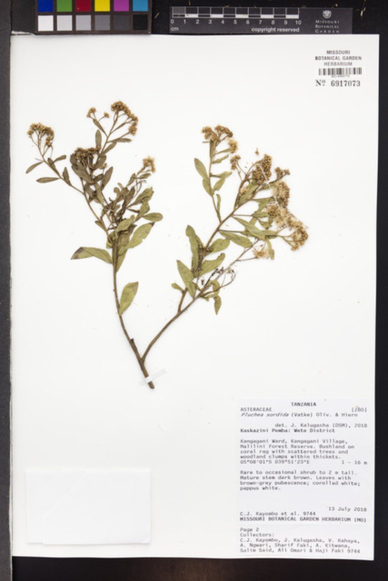 Pluchea sordida photo 4
