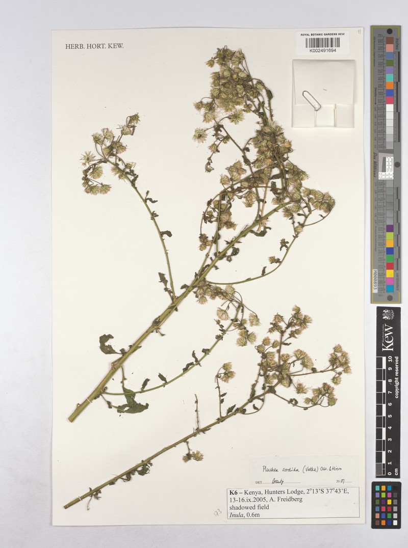 Pluchea sordida photo 5